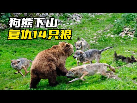 北美灰狼卷土重來，挑戰灰熊霸主地位「狼熊生死戰」