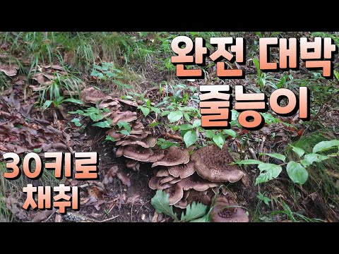 Totally awesome, first time harvesting 30kg of mushrooms