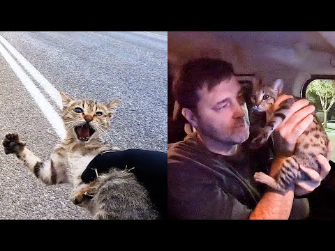 Picked up a kitten on the highway. Save Kitten Jenny.