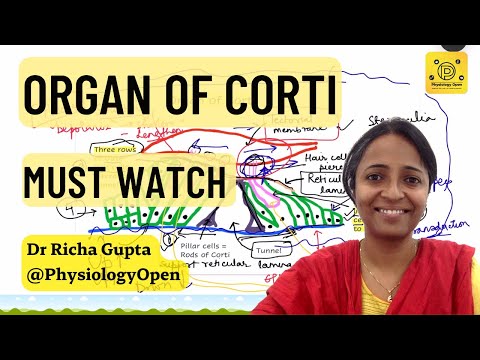 Organ of Corti diagram Physiology of Hearing | Special senses MBBS 1st year