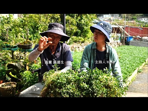 香港農產名物種植交流會 - 川龍西洋菜