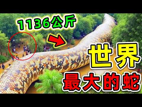 人類史上“最大捕獲”10條巨蛇！你無法想象蛇能有多大？第一名體型重達2300斤，比普通身體更大10000倍。|#世界之最top #世界之最 #出類拔萃 #腦洞大開 #環球之最 #top10 #最大的蛇