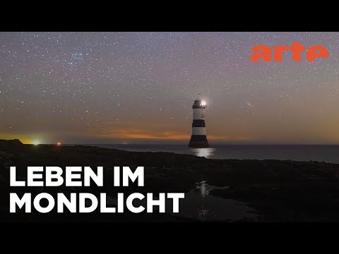 Nach Einbruch der Dunkelheit | Wales | ARTE Family