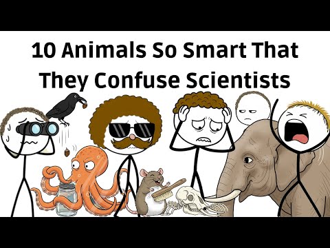 10 Animals So Smart That They Confuse Scientists