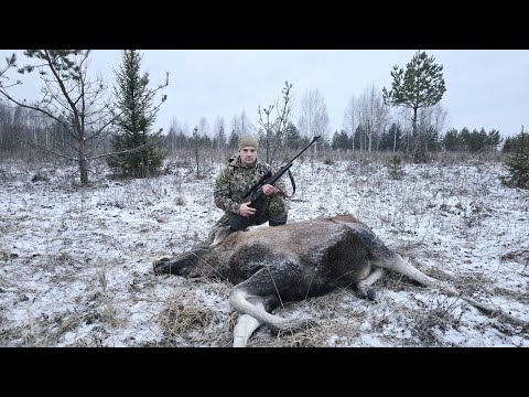 ELK HUNTING BY APPROACHING ON THE FIRST SNOW.
