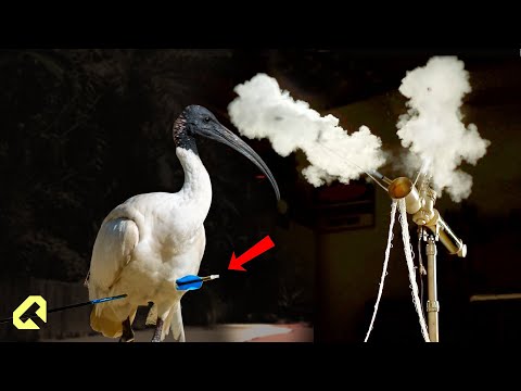 A Bird Was Shot with an Arrow – I Built a Rescue Device