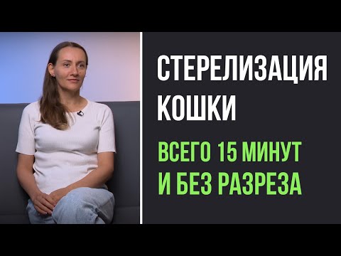 Топ-50 вопросов ветеринару о кастрации (стерилизации) кошек