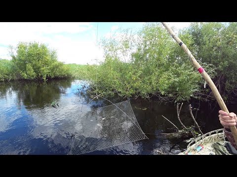 Нашли маленькую заросшую речку и давай в ней таскать. Рыбалка на паук подъёмник.