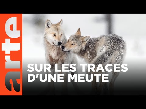 Une année parmi les loups | ARTE Family