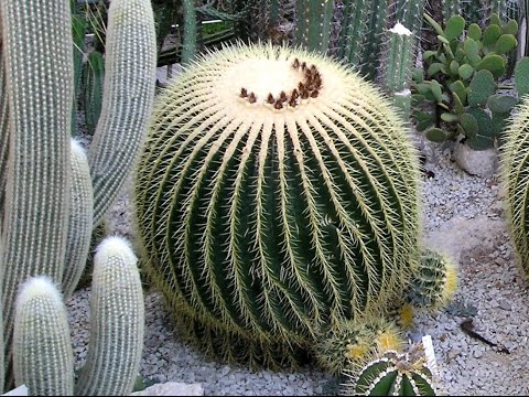 ТОП-10 самых удивительных и красивых КАКТУСОВ для комнатного цветоводства | Фото и названия