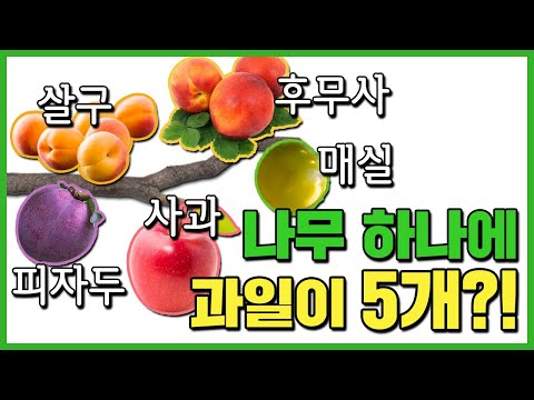 한나무에 5가지 과일이 열린다고? l 접목방법만 알면 똥손도 가능 l 눈접, 쪼개접
