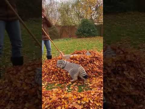 Wild Cats Backyard Drama