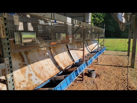 The Best DIY Rabbit Hutch for Meat Rabbits