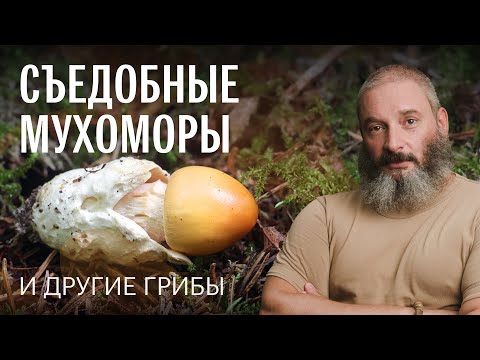 Как отличить пантерный мухомор от краснеющего. Сыроежки. Лепиоты. Осенний опенок. Михаил Вишневский