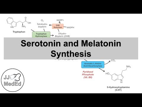 Serotonin and Melatonin Synthesis | Tryptophan Metabolism