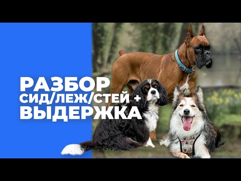 Команды сидеть лежать стоять 🎙️ разбор ошибок и подсказок