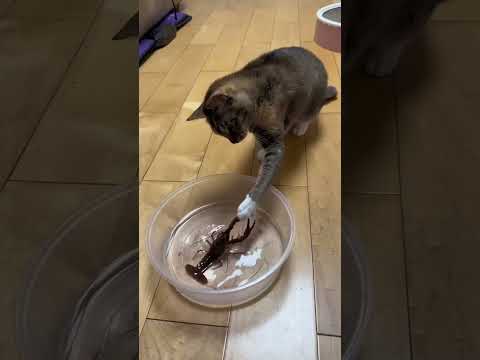 Funny Animals Videos 😂 - Funniest Cats and Dogs 😸🐶