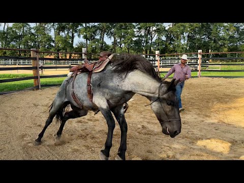 Is he SAFE to ride?
