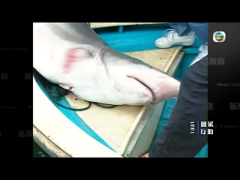 西貢1991年獵鯊行動 鯊魚咬死人變濫捕熱潮 -TVB新聞掏寶 -TVB News