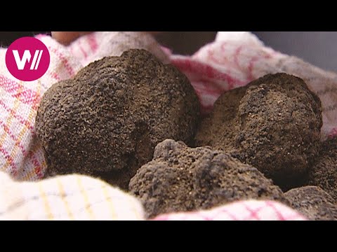 Zu Tisch im Quercy - Trüffel mit einem Schwein ernten