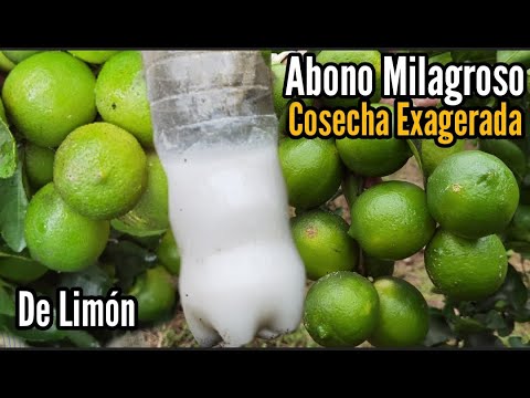 Miracle Fertilizer will give you an exaggerated lemon harvest 🍋 Very good for lemon fruit set