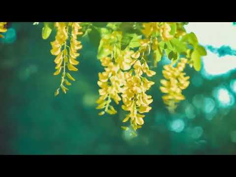 太美了 👍 子琴老歌輕音樂  👍  劉清池 👍  Relaxing Chinese Music 👍 特殊效果音樂演奏 👍 平靜安逸 , 心靈寧靜, 輕鬆自在, 大自然的聲音, 開心舞曲