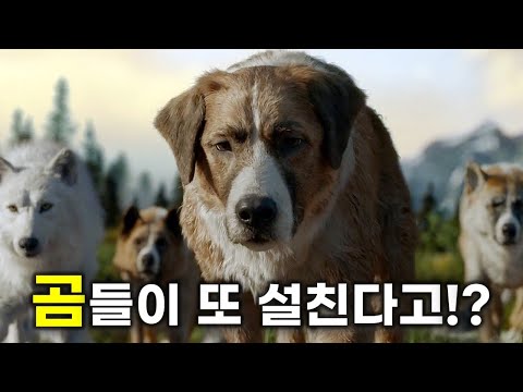가정집에서 길러진 대형견이 야생으로가 늑대들의 짱이되면 벌어지는 일 [영화리뷰/결말포함]