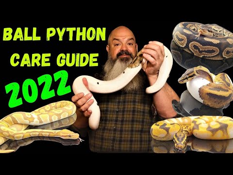 Ball Python Care Guide for Beginners