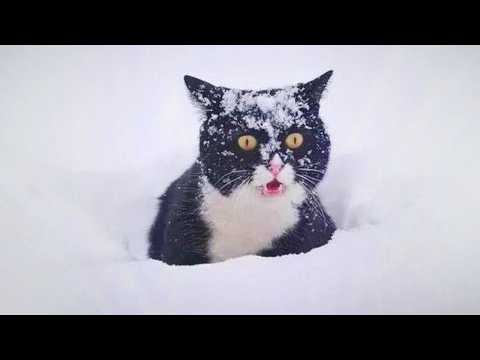 I Can’t Stop Laughing Watching Cats See Snow for the First Time 🤣