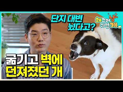 "I hate dog poop!" A wounded puppy who was starved and thrown against a wall because he couldn't ...