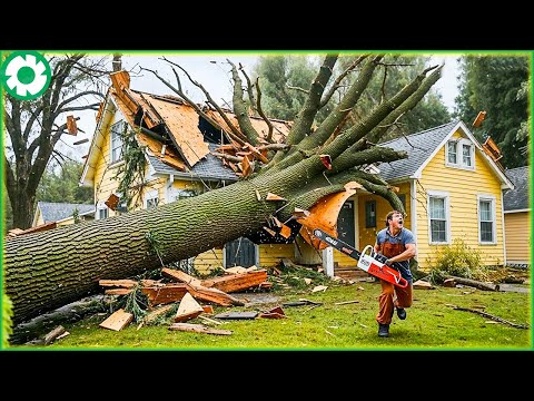Most Big Chainsaw Cutting Tree Machines | Biggest Heavy Equipment Machines