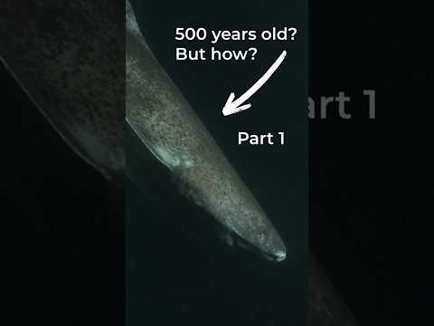How Greenland sharks live to be 500 years old PART 1