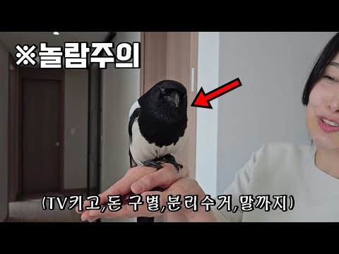 ※신기함주의) 죽기 직전 구조한 아기까치, 키워보니 IQ가 높은 천재까치로 돌변한 이유는?