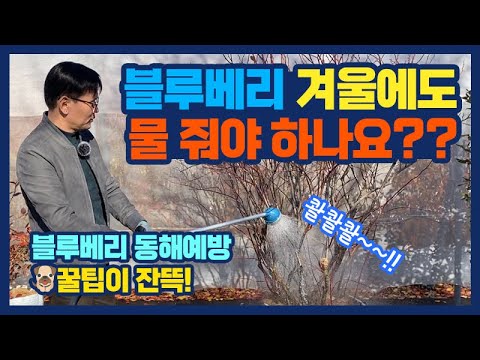 블루베리 겨울에도 물 줘야 하나요? 블루베리 동해 예방 🐶꿀팁이 잔뜩!