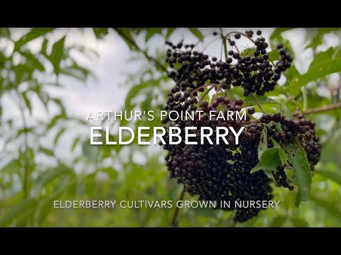 What elderberry varieties are the best? Top elderberry cultivars for quality fruit production.