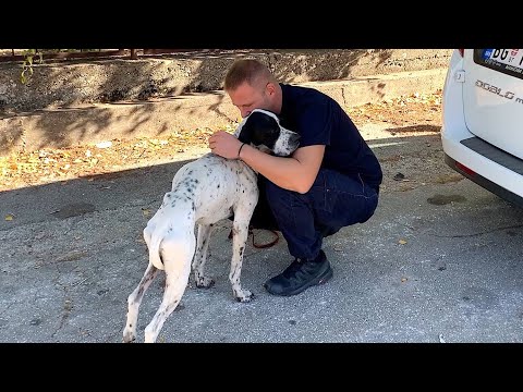 Rescue and recovery of a lonely dog without hope. His only wish was to be saved.