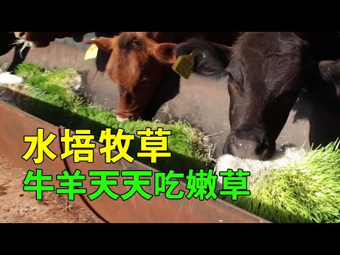 現代化牧草種植技術，4天一收，告別青貯小麥