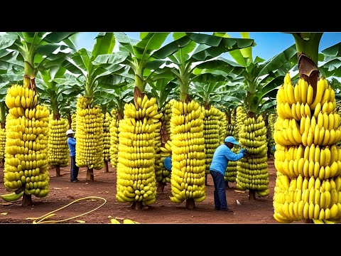 NEW TECHNIQUE: Grow bananas my way and you'll have a bountiful banana harvest.