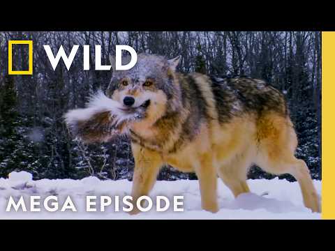 Kings, Deep Sea Killers, & More! | World's Deadliest MEGA Episode | Nat Geo Animals