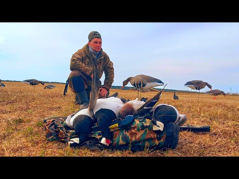 GOOSE HUNTING SPRING 2024. AWESOME END OF SEASON!!! GOOSE ARE COMING IN LOADS!