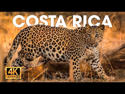 COSTA RICA SALVAJE | Criaturas fascinantes en el bosque misterioso #animalessalvajes