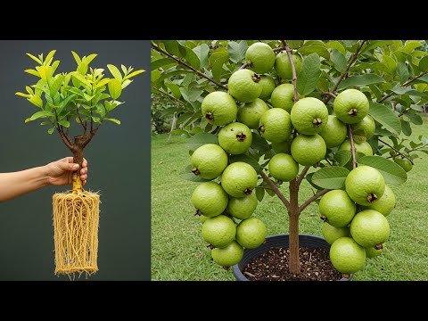 🌿Grow Guava Trees Faster with These Simple Techniques!