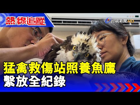 猛禽救傷站照養魚鷹 繫放全紀錄【熱線追蹤】