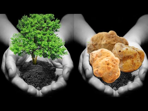 Growing Truffles - 4 Easy Ways to Get Started