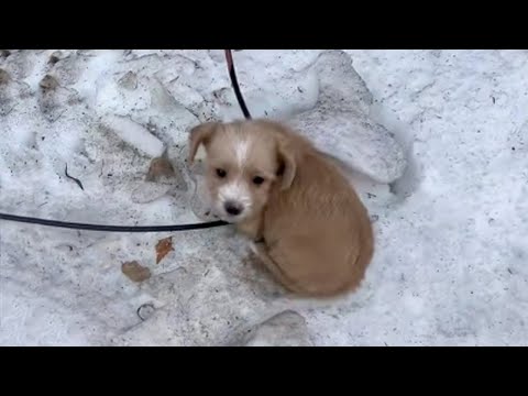 Cold -9°C, the puppy with frozen legs sat trembling on the side of the road asking for help