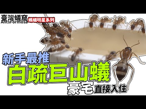 【螞蟻明星】最平價、高Cp值－白疏巨山蟻｜最適合新手的螞蟻、小巧可愛｜臺灣蟻窟