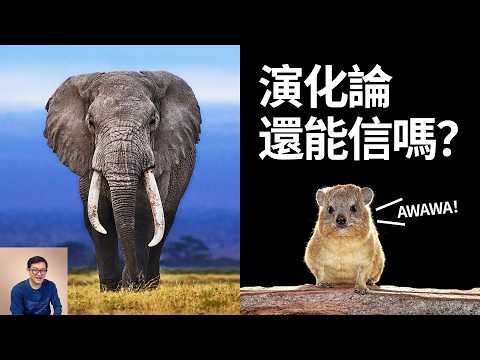 大象的近親竟然是隻「兔子」？演化論遭遇重大挑戰？非洲大陸最神秘的動物——蹄兔AWAWA【老肉雜談】#動物 #知識 #科普 #生物 #非洲
