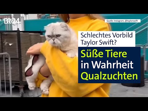 Schlechtes Vorbild Taylor Swift? Süße Tiere in Wahrheit Qualzuchten | Abendschau | BR24