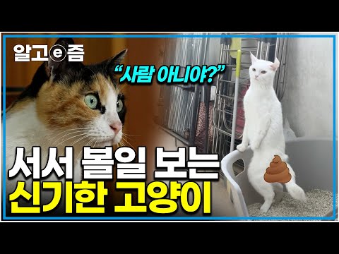 "고양이가 걸어 다녀?" 고양이를 부탁해 역대급 신기한 고양이 서서 볼일 보는 신기한 고양이를 찾아간 제작진│고양이를 부탁해│알고e즘