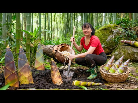 TIMELAPSE -- Harvest 100Kg Giant Forest Bamboo Shoot - Enjoy Delicious Bamboo Shoot Pickled Garlic